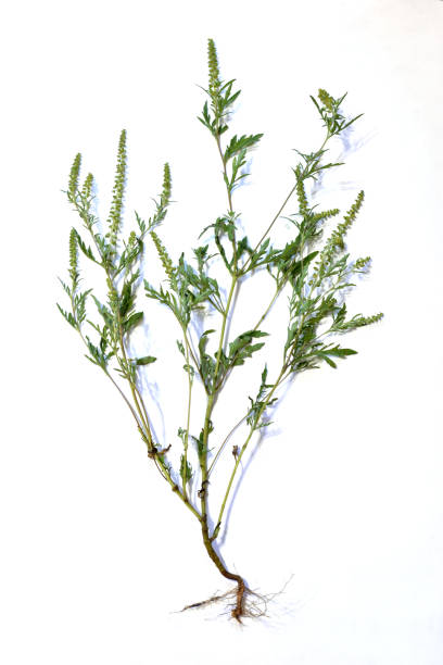 istock Ambrosia bush isolated on white background. 1684517266