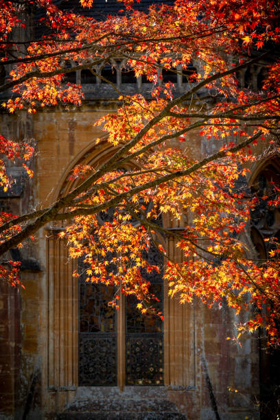 istock Red and orange autumn leaves in fall sunlight 1684522455