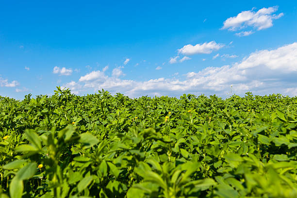 alfalfa campo, valpolicella - alfalfa foto e immagini stock