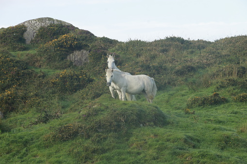 Two white horses stand on an Irish hillside