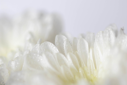 Dew drops and white chrysanthemum petals in close up