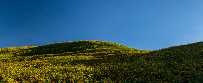 Panoramic of Tithonia diversifolia (Mexican Sunflower) with beautiful landscape view in Thailand.