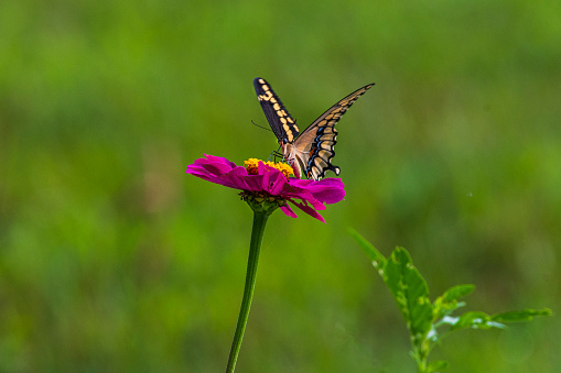 Giant Swallowtail butterfly feeding on a zinnia flower