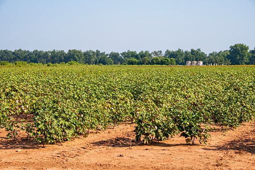 Rows of cotton growing in North Louisiana