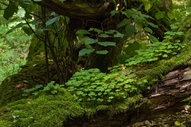 istock Moss wrapped hornbeams with some sorrel 1684587606