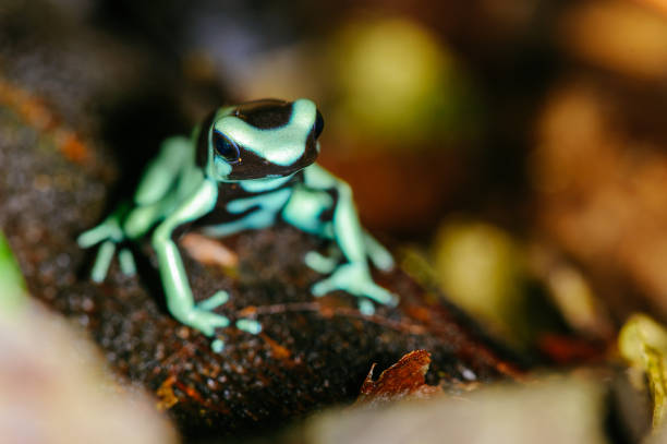 istock Green and Black Poison Dart Frog 1684609423