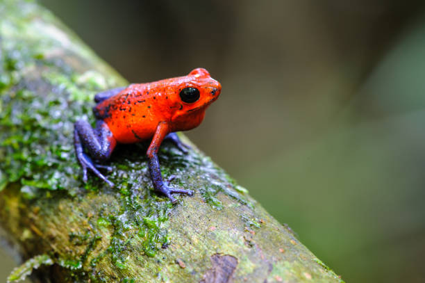 Strawberry Poison-Dart Frog (Oophaga pumilio), La Selva Biological Station, Costa Rica Strawberry Poison-Dart Frog (Oophaga pumilio), La Selva Biological Station, Costa Rica poison arrow frog stock pictures, royalty-free photos & images