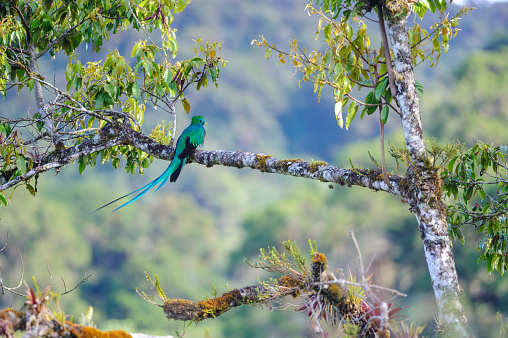 Resplendent Quetzal (Pharomachrus mocinno) perching on a branch of wild avocado tree in Costa Rica