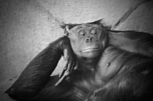 Bonobo or pygmy chimpanzee, Pan paniscus, resting. Significant grain.