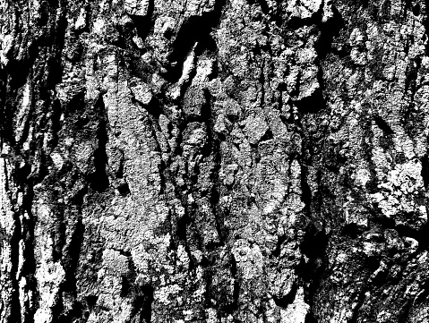 birch trunk