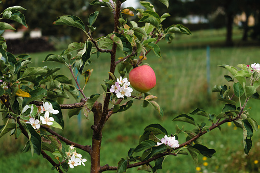 Climate change, apple tree in bloom in september with ripe fruits ready to be harvested