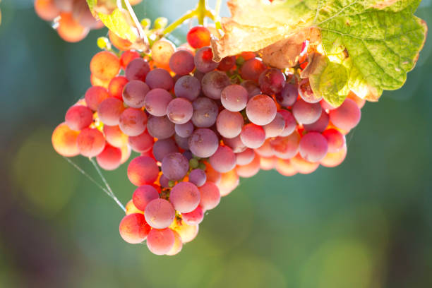 istock Grapes of wine in a sunny vineyard 1684658066
