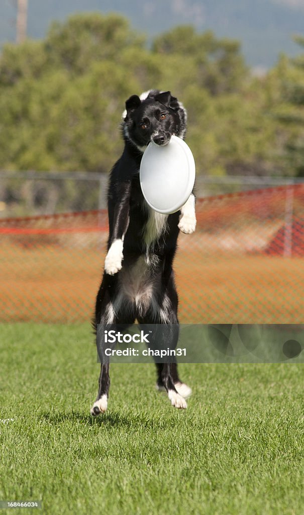 Border Collie capturas Frisbee - Foto de stock de Actividad libre de derechos