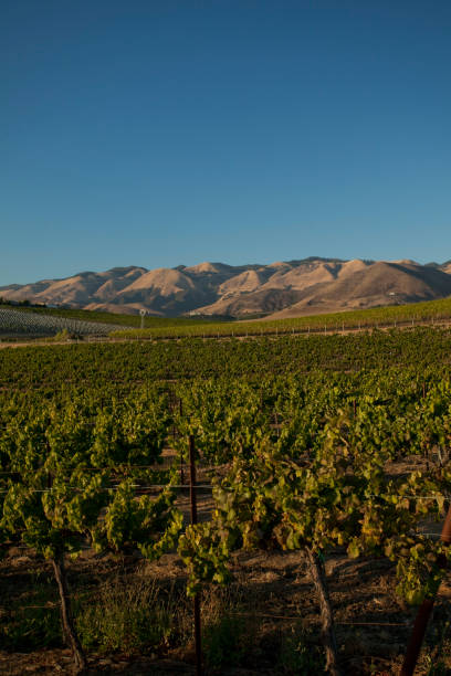istock California Wine Country 168467454