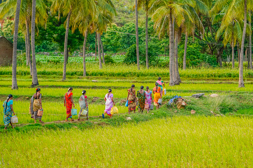 Group of women walking in a green paddy field in Puttaparthi, rice fields of south India..