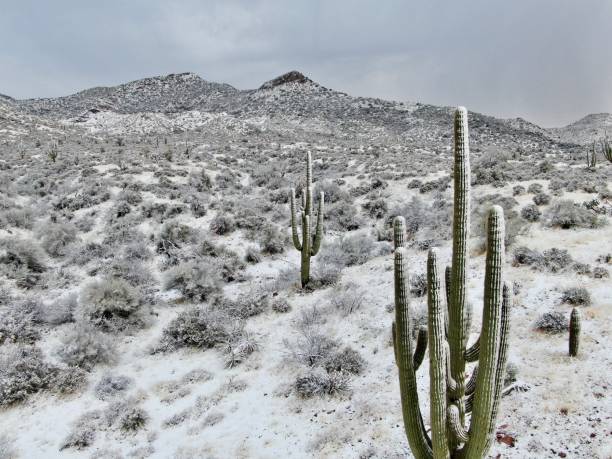 istock Snow On The Saguaros 1684684708