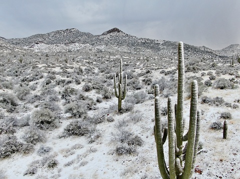 A cold winter storm left a light dusting of snow in the Sonoran Desert, just east of Phoenix, Arizona.