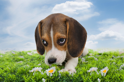 Shy beagle dog playing on a meadow