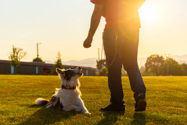 istock person enjoying with their pet 1684701281