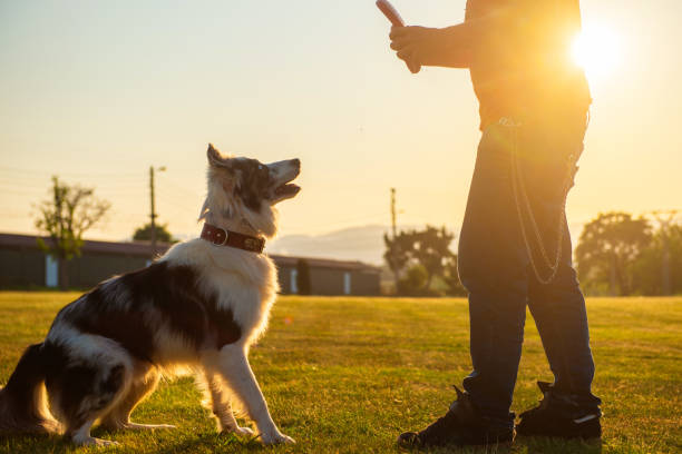 istock person enjoying with their pet 1684701284