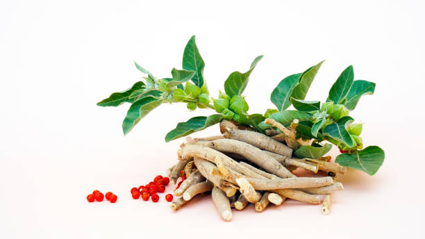ashwagandha dry root medicinal herb ze świeżymi liśćmi, trującym agrestem lub zimową wiśnią - cherry dry fruit food zdjęcia i obrazy z banku zdjęć