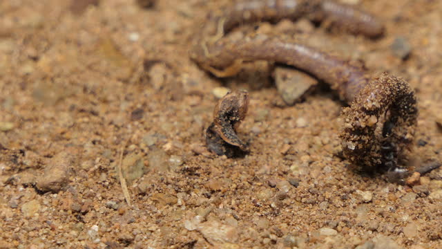 Ant biting earthworm.