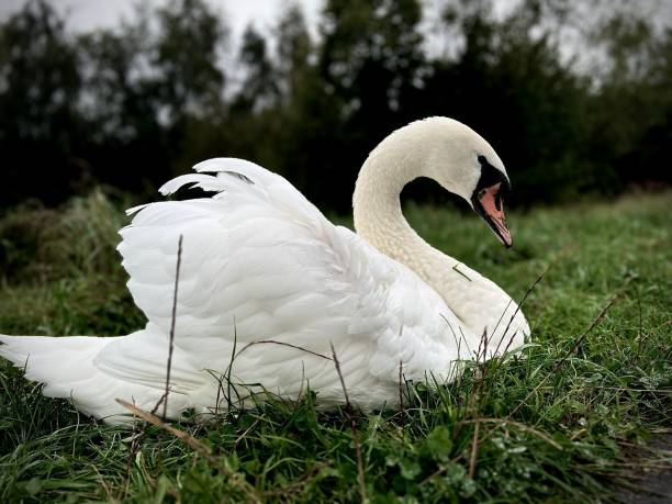 istock A Swan in the wilderness at Winlaton 1684708035