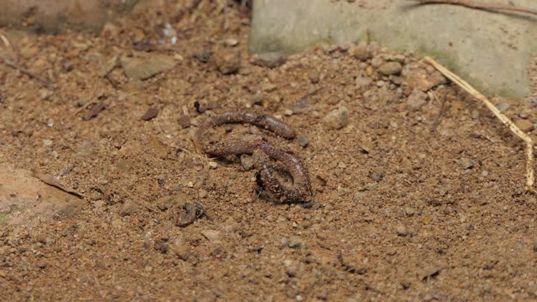 Ant biting earthworm.