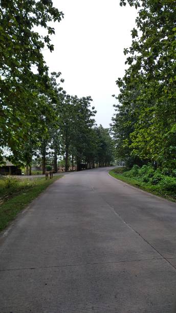 istock The street of nature 1684708237