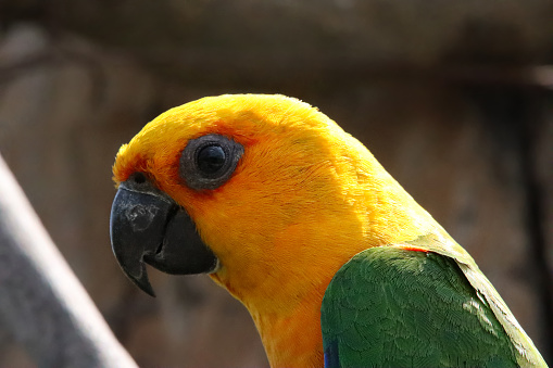 Stock photo showing a pair of sun conure (Aratinga solstitialis) perching on a tree branch in the sunshine. These birds are also known as sun parakeets.