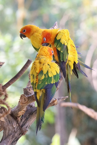 Stock photo showing a sun conure (Aratinga solstitialis) perching on a branch in the sunshine. These birds are also known as sun parakeets.