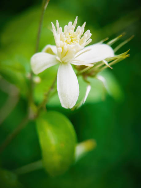istock blossom blower from garden with pollen 1684709508