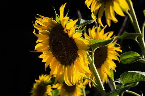 Closeup fo sunflowers on black background