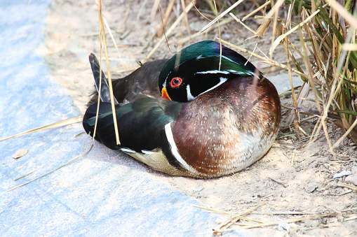 Stock photo showing a male Carolina wood duck (Aix sponsa) (drake), with his beautiful, multicoloured iridescent plumage shining in the sunshine. Females are much plainer in colour with predominantly brown speckled feathers and white-ringed eyes in contrast to the males red eyes.