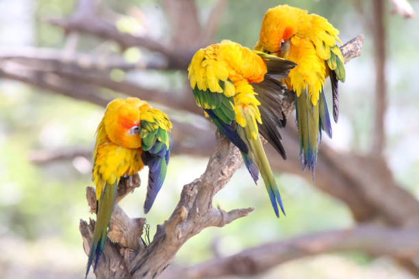 Stock photo showing a sun conure (Aratinga solstitialis) perching on a branch in the sunshine. These birds are also known as sun parakeets.