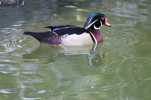 Stock photo showing a male Carolina wood duck (Aix sponsa) (drake), with his beautiful, multicoloured iridescent plumage shining in the sunshine. Females are much plainer in colour with predominantly brown speckled feathers and white-ringed eyes in contrast to the males red eyes.