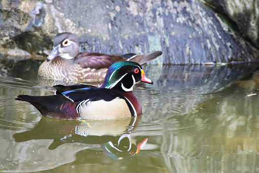 Stock photo showing a male and female Carolina wood duck (Aix sponsa) (drake), with his beautiful, multicoloured iridescent plumage shining in the sunshine. Females are much plainer in colour with predominantly brown speckled feathers and white-ringed eyes in contrast to the males red eyes.