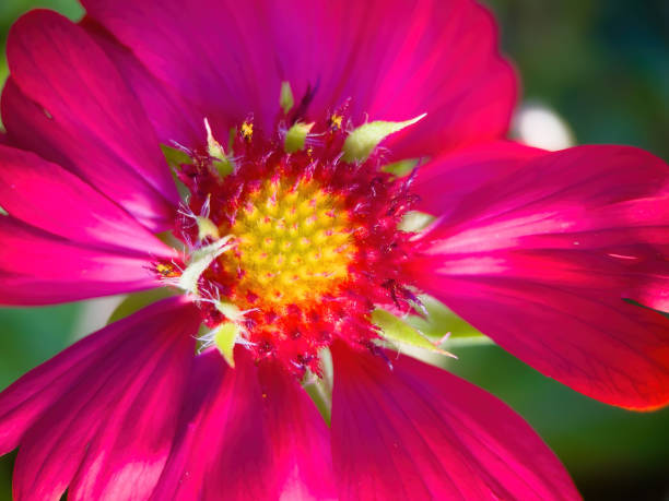 blossom blower from garden fill with pollen