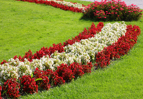 flowery garden with large flowerbeds well cared for by gardeners with white and red flowers