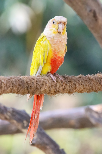 Stock photo showing a green-cheeked conure (Pyrrhura molinae) perching on a rope in the sunshine. This bird is also known as a green-cheeked parakeet.