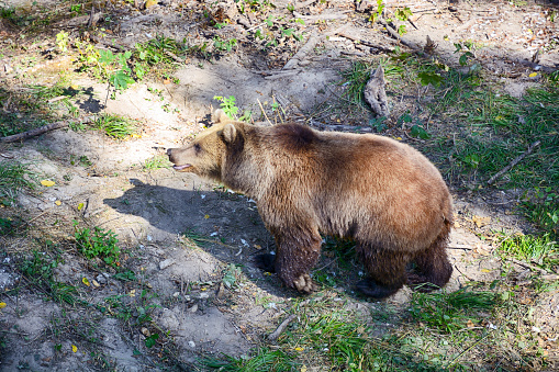 Eurasian brown bear is one of the most common subspecies of the brown bear
