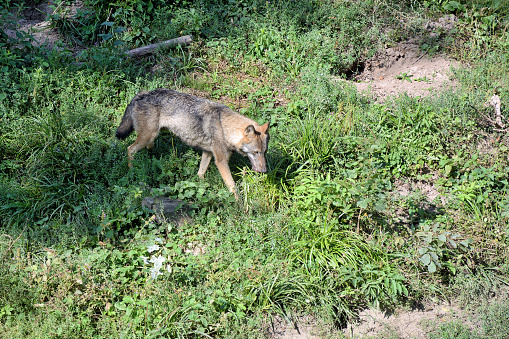 Eurasian wolf, aka common wolf, in natural habitat of summer forest