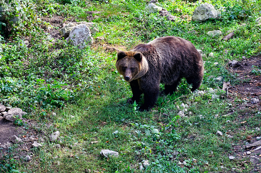 Eurasian brown bear is one of the most common subspecies of the brown bear