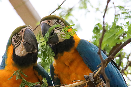 Stock photo showing close-up, profile view of a pair of blue and yellow macaw parrots (Ara ararauna) perched on branch eating leaves, blurred nature background.
