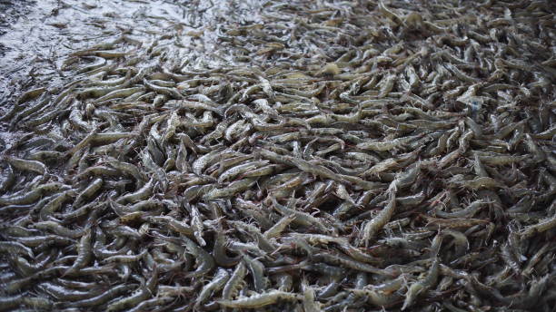 istock Fresh shrimp that have been harvested 1684713480