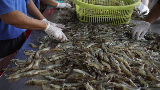 a Man sortir the fresh white shrimp that have been harvested from the farm and then weighing and pack it into the box with ice.  the species is Litopenaeus vannamei.