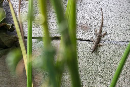 House lizard on the cement wall