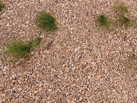 Small individual tufts of grass sprouted through the small stones. Grass sprouts on soil unsuitable for plant growth.