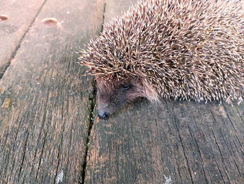 Small prickly hedgehog on a gray wooden surface.