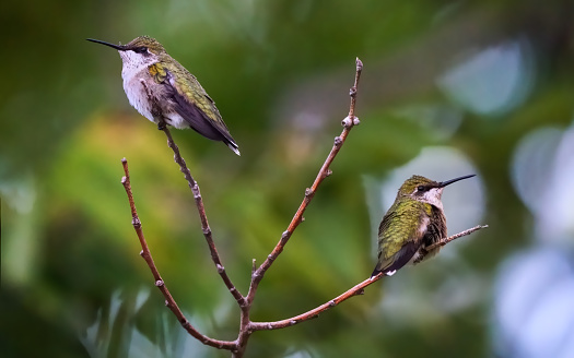 Two hummingbirds on a branch